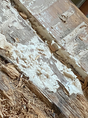 Pilzbefall in der Holzdecke